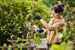 STIHL AKUMULATOROWY SEKATOR DO GAŁĘZI ASA 20.0 STIHL VA05-011-6201